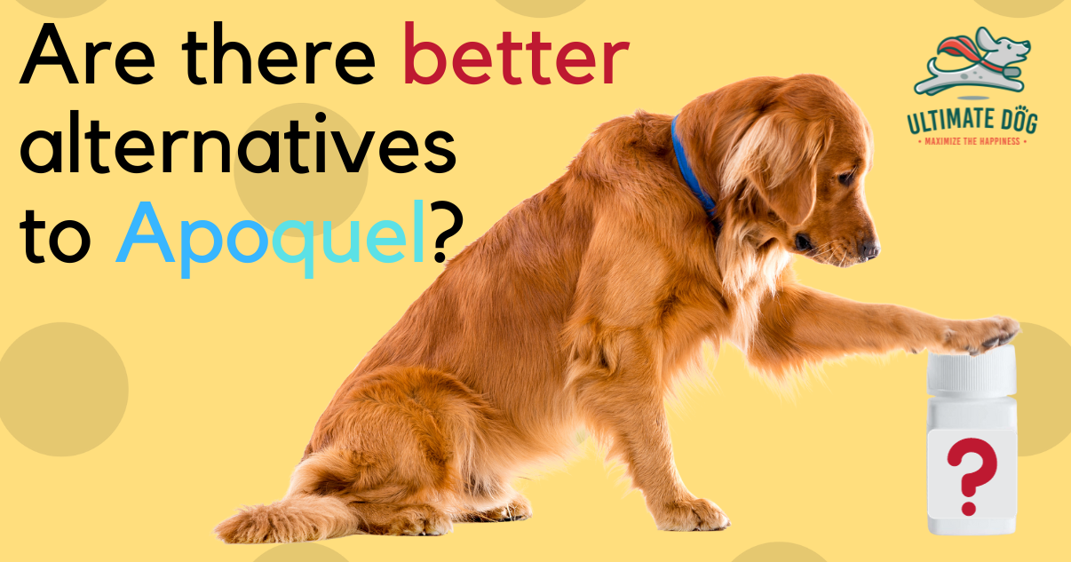 5 Apoquel Alternatives That Are Better for Your Dog Ultimate Dog