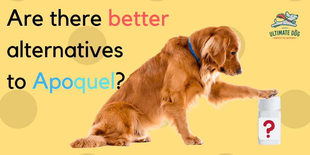 5 Apoquel Alternatives That Are Better for Your Dog Ultimate Dog