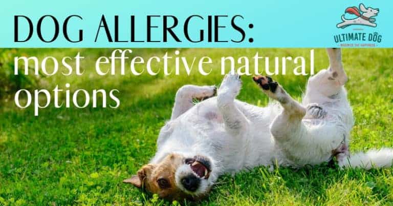 dog allergies