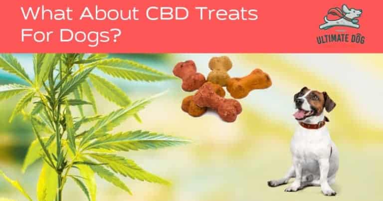 CBD for dogs