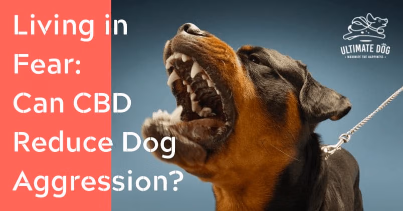 CBD oil for dog aggression