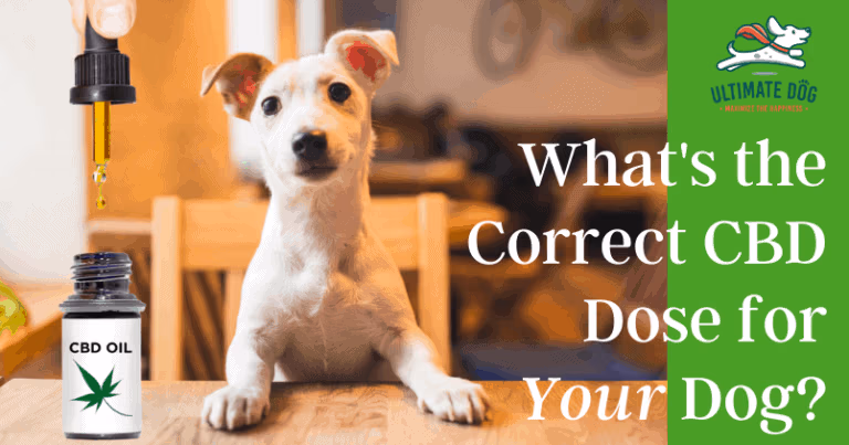 CBD dosage for dogs