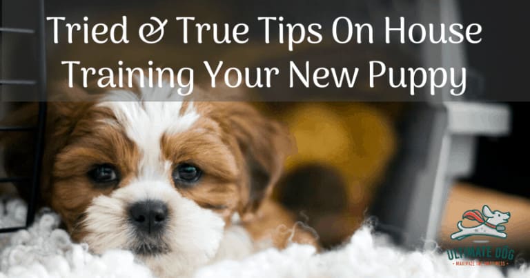 Puppy crate training