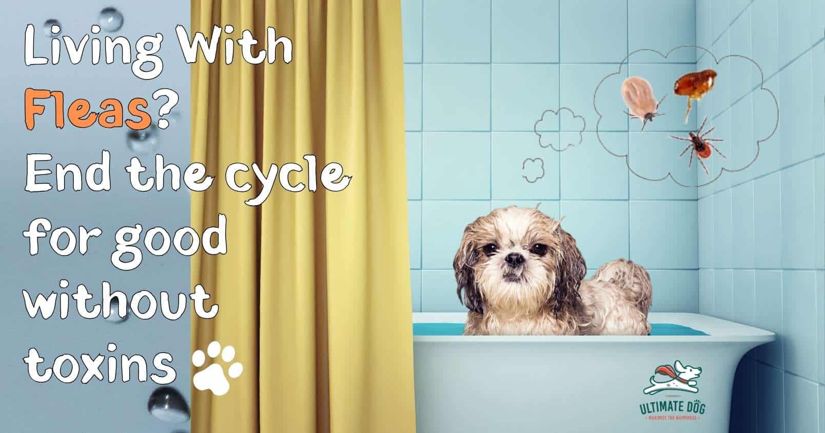 natural dog flea treatments