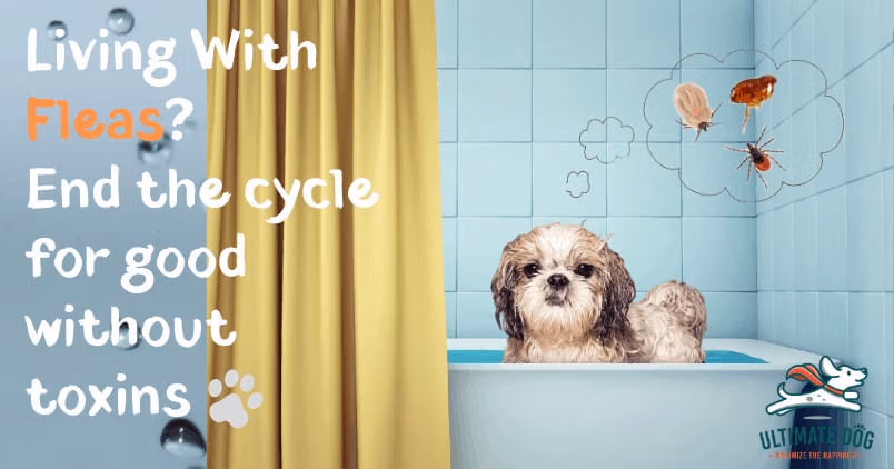 Natural dog flea treatments