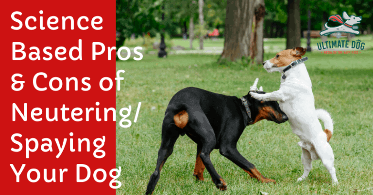 Neutering/spaying your dog