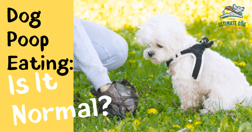 why dogs eat poop