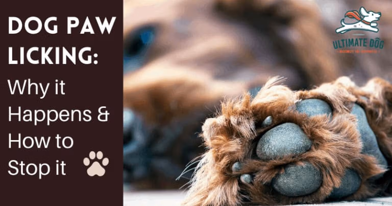 dogs paw licking