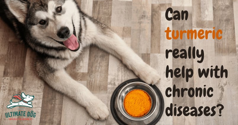 Turmeric for dogs