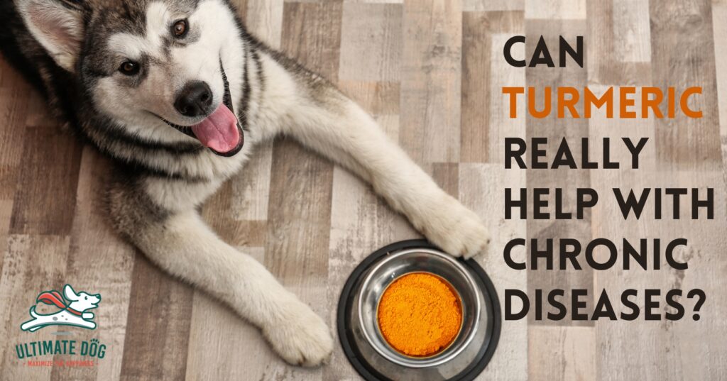 Turmeric for dogs