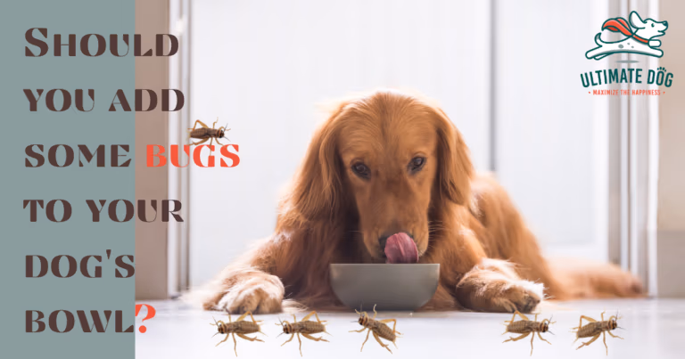 crickets for dogs
