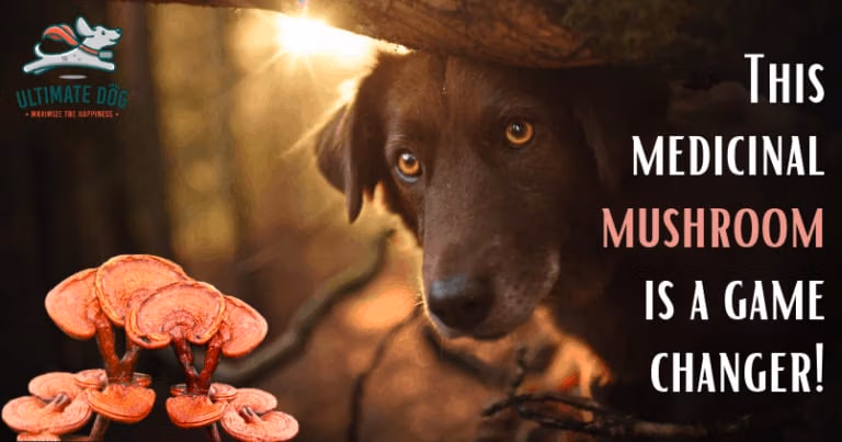 Reishi mushrooms for dogs