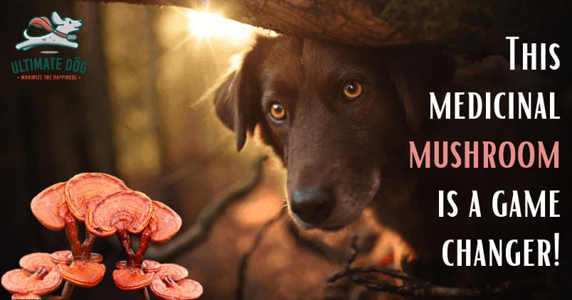 Reishi mushrooms for dogs