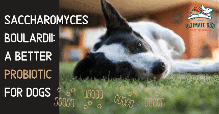 Probiotics for dogs