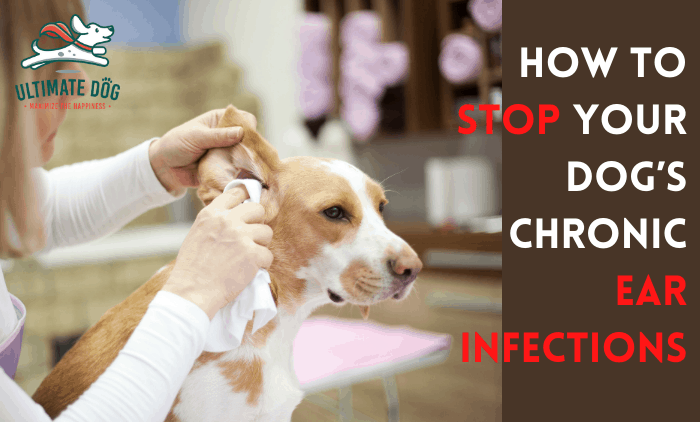 dog ear infections