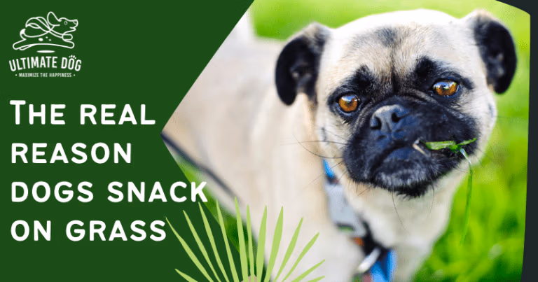 why do dogs eat grass?