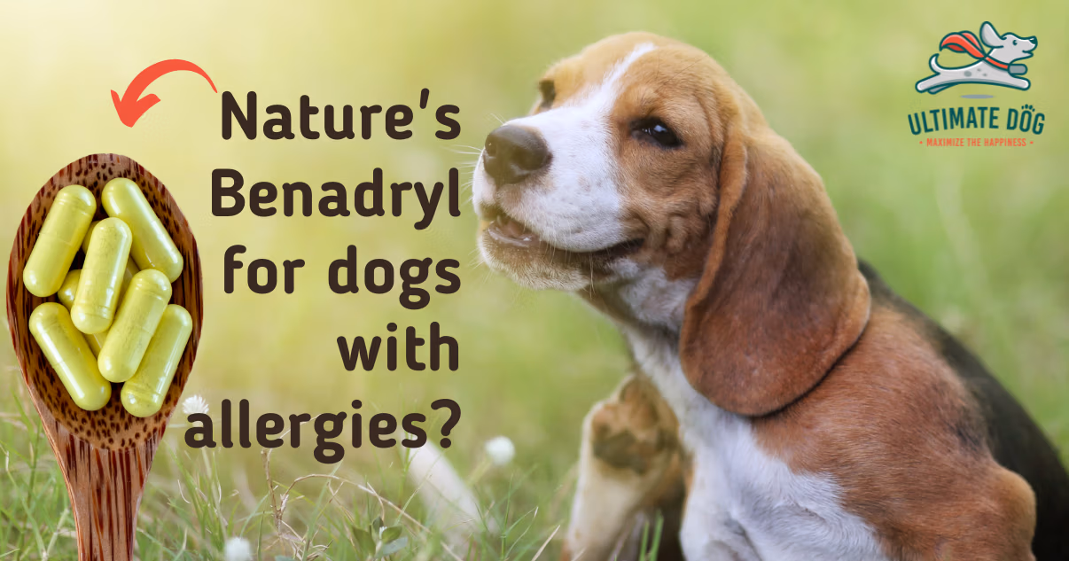 Quercetin for dog allergies