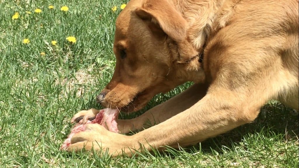 raw bones for dogs
