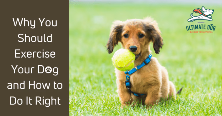 dog exercise and play