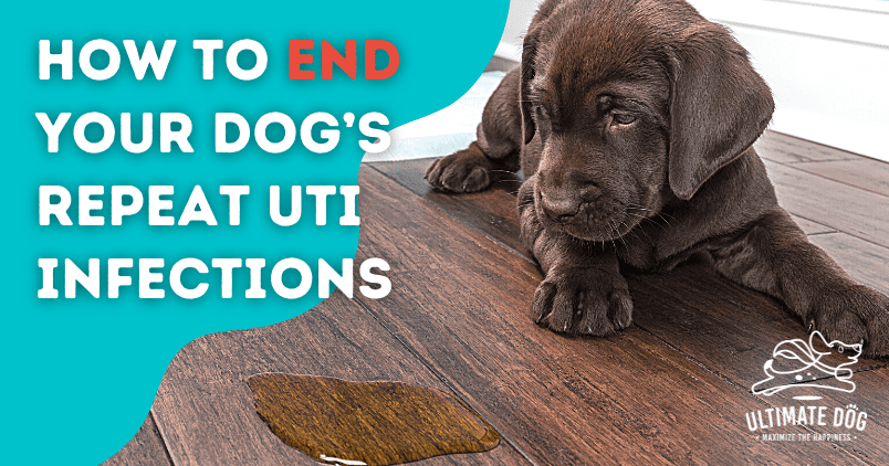 UTI in dogs