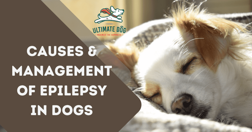 seizures in dogs