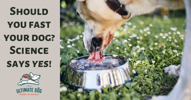 fasting your dog