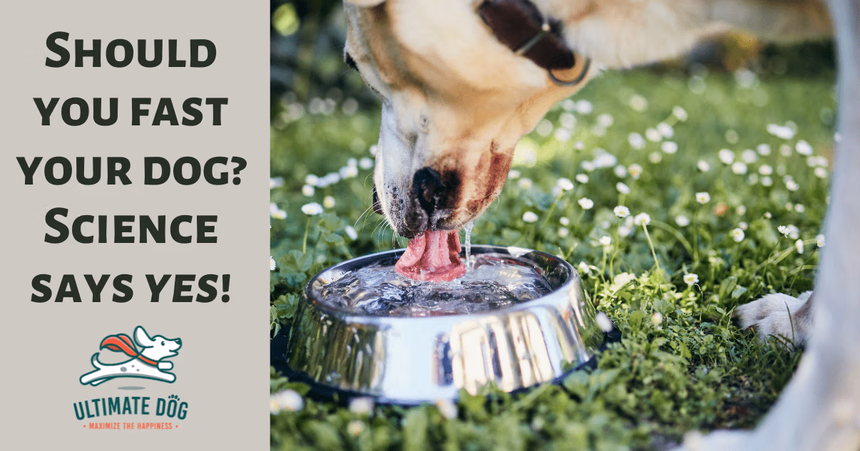 fasting your dog