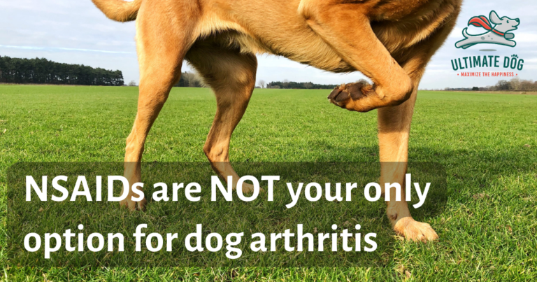 dog arthritis