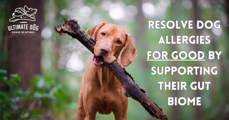 dog gut health