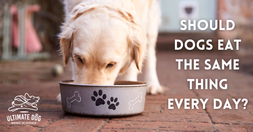 rotational feeding for dogs