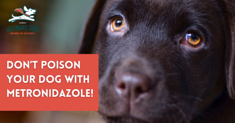 metronidazole for dogs