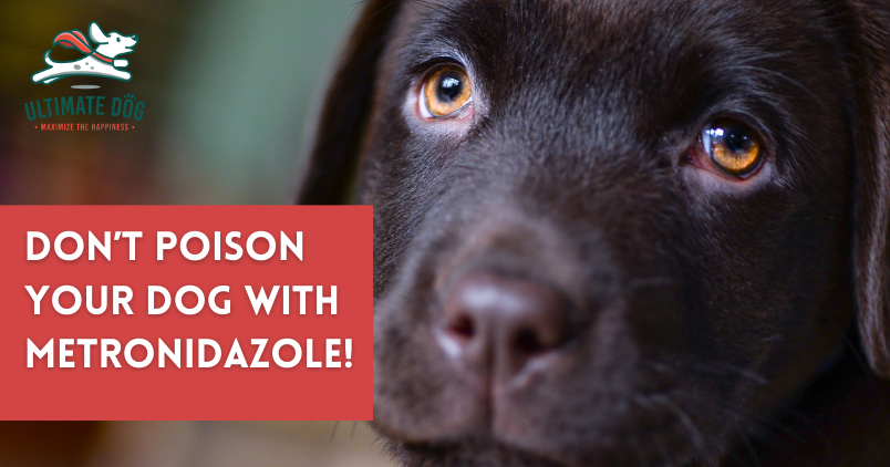 metronidazole for dogs