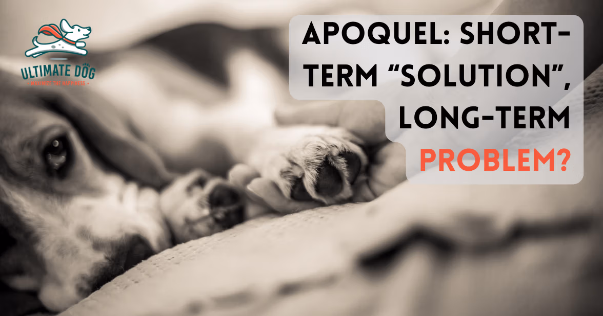Apoquel for dogs