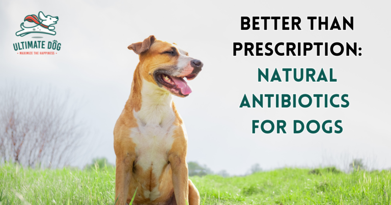 natural antibiotics for dogs