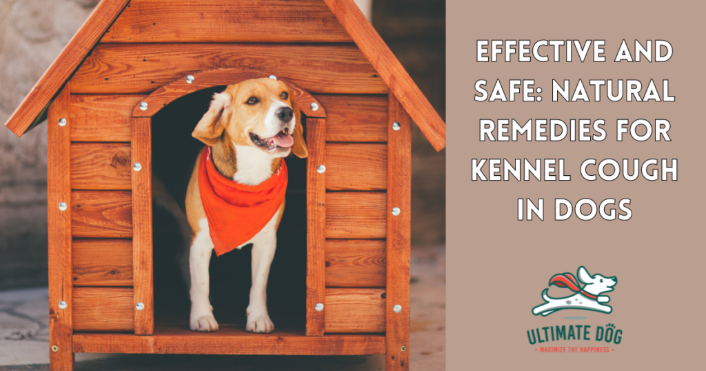 kennel cough in dogs