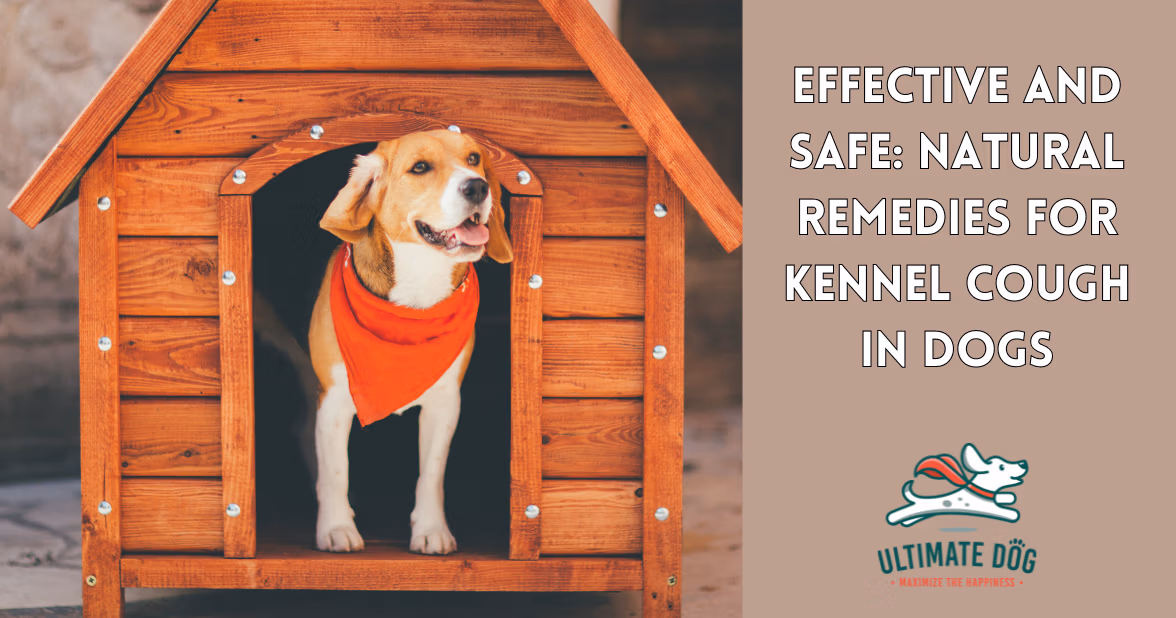 natural kennel cough treatment