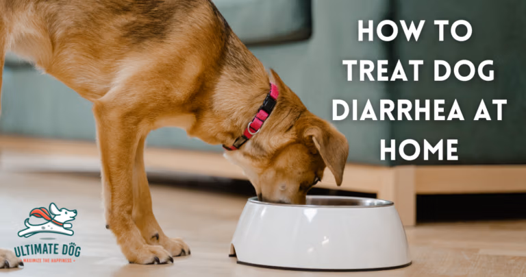 Diarrhea in dogs