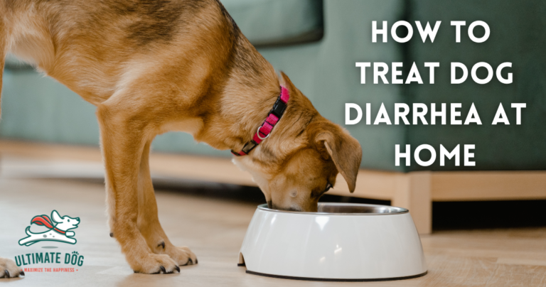 Dog diarrhea treatments