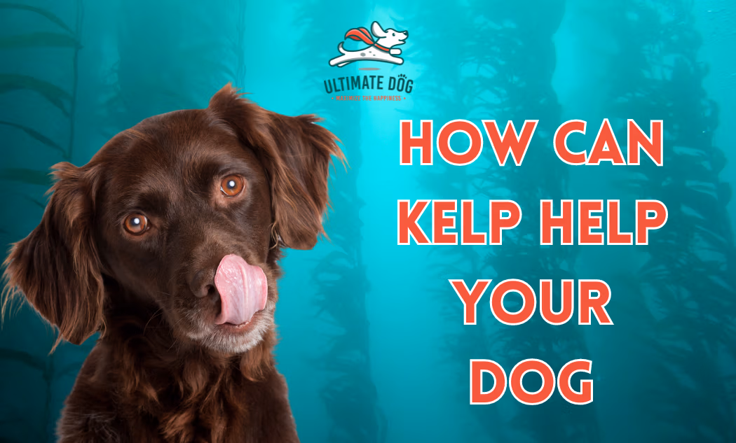 Kelp for dogs