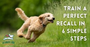 Dog recall training