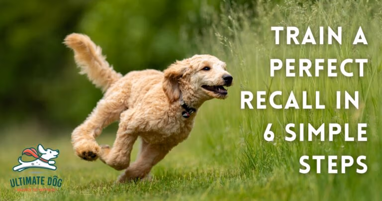 Dog recall training
