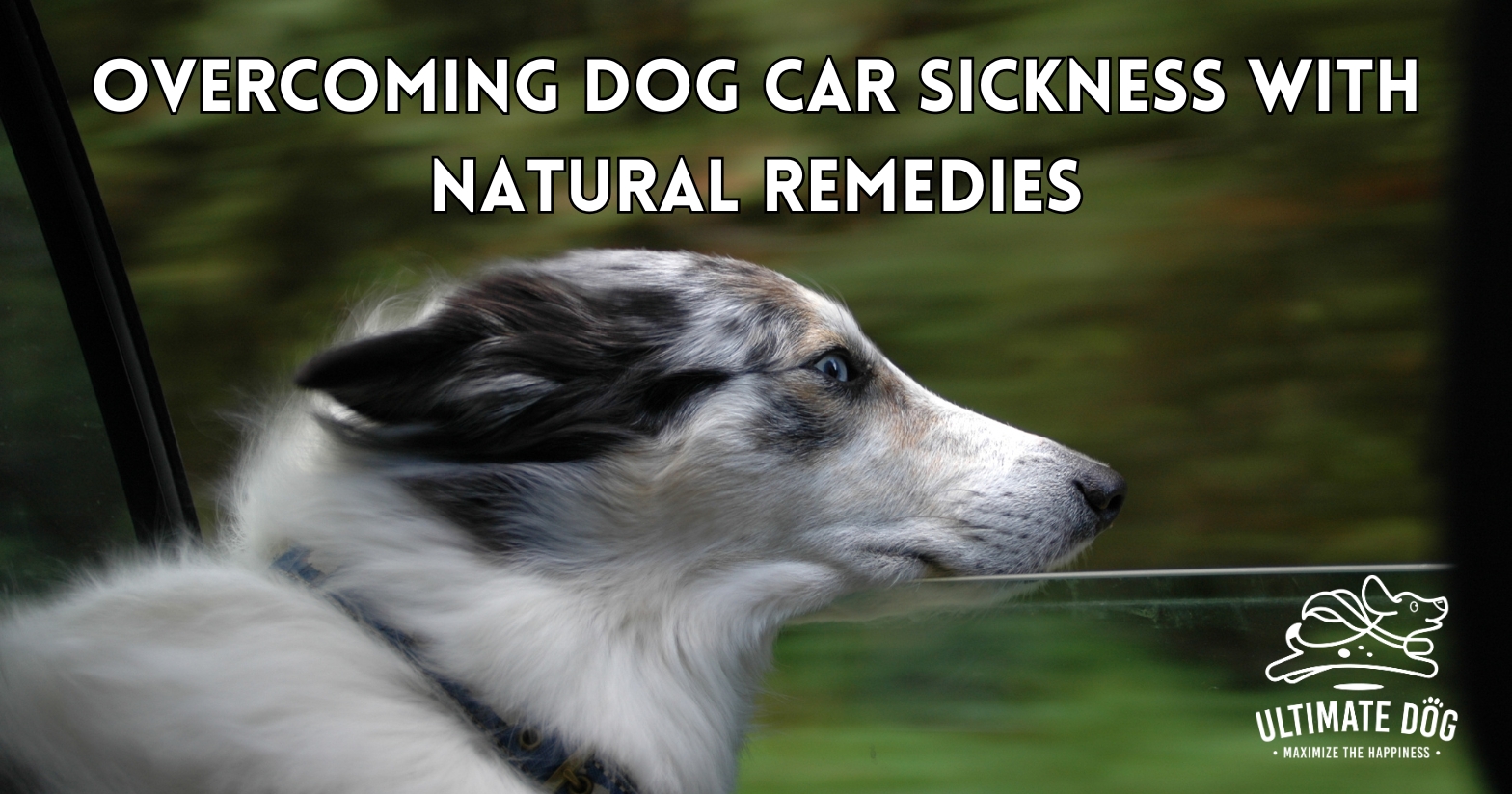 Overcoming Dog Car Sickness with Natural Remedies