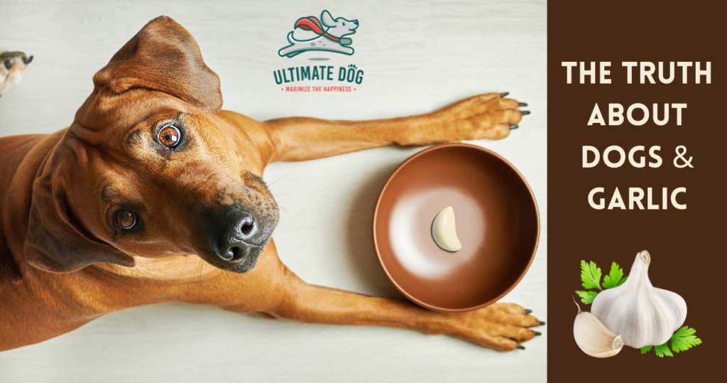 Can dogs eat garlic?