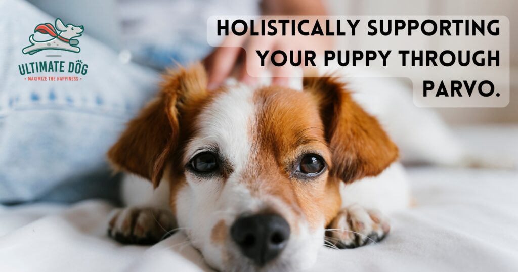 parvo in dogs