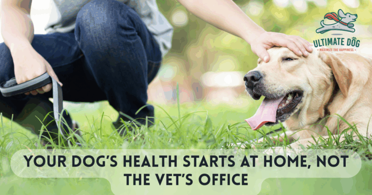 Dog health investment