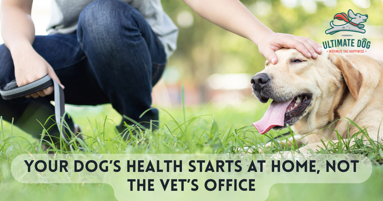 Dog health investment