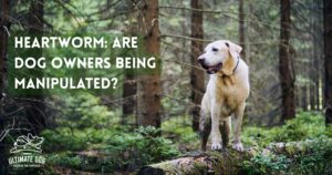 Heartworm in dogs