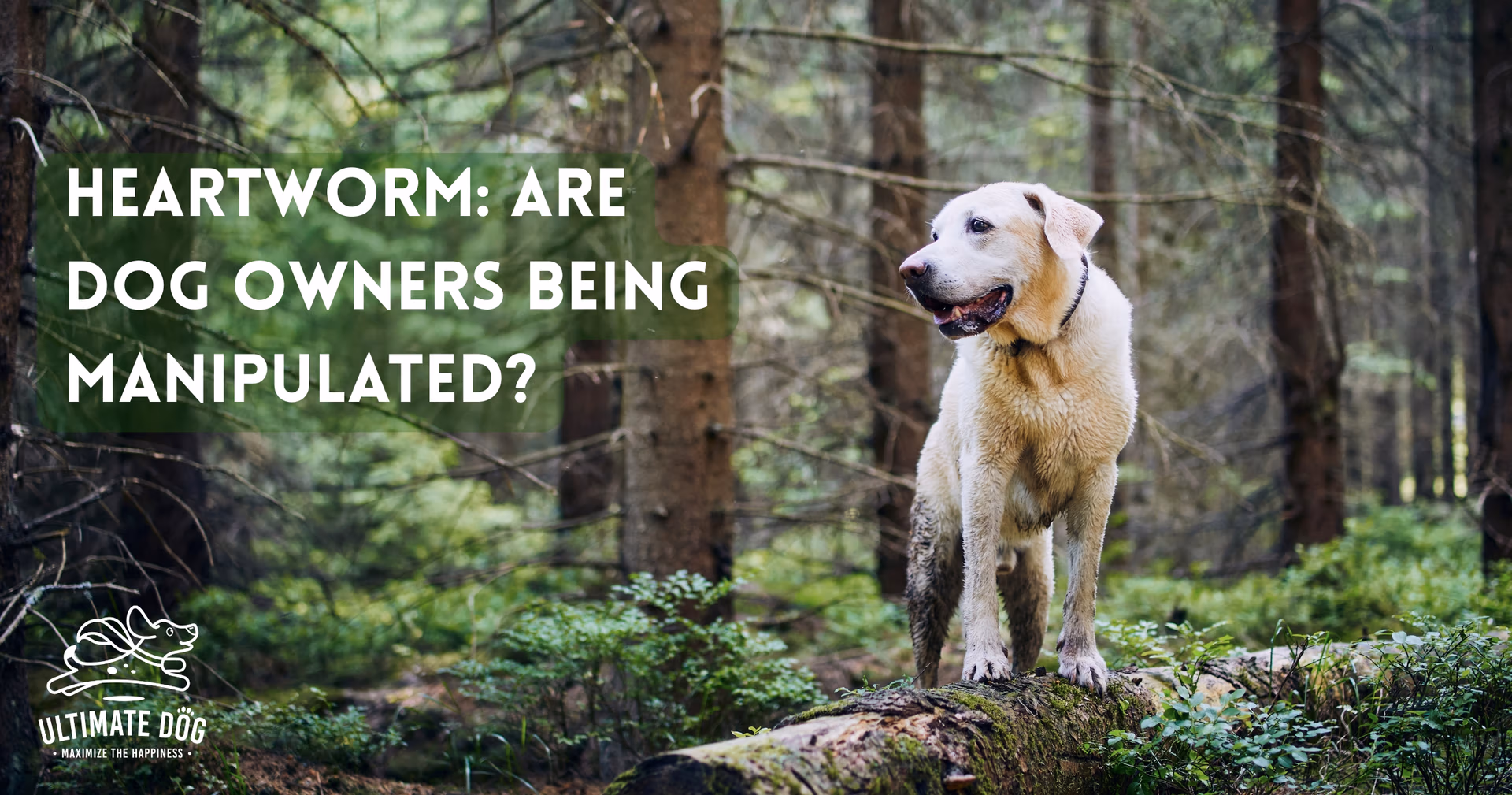Heartworm in dogs