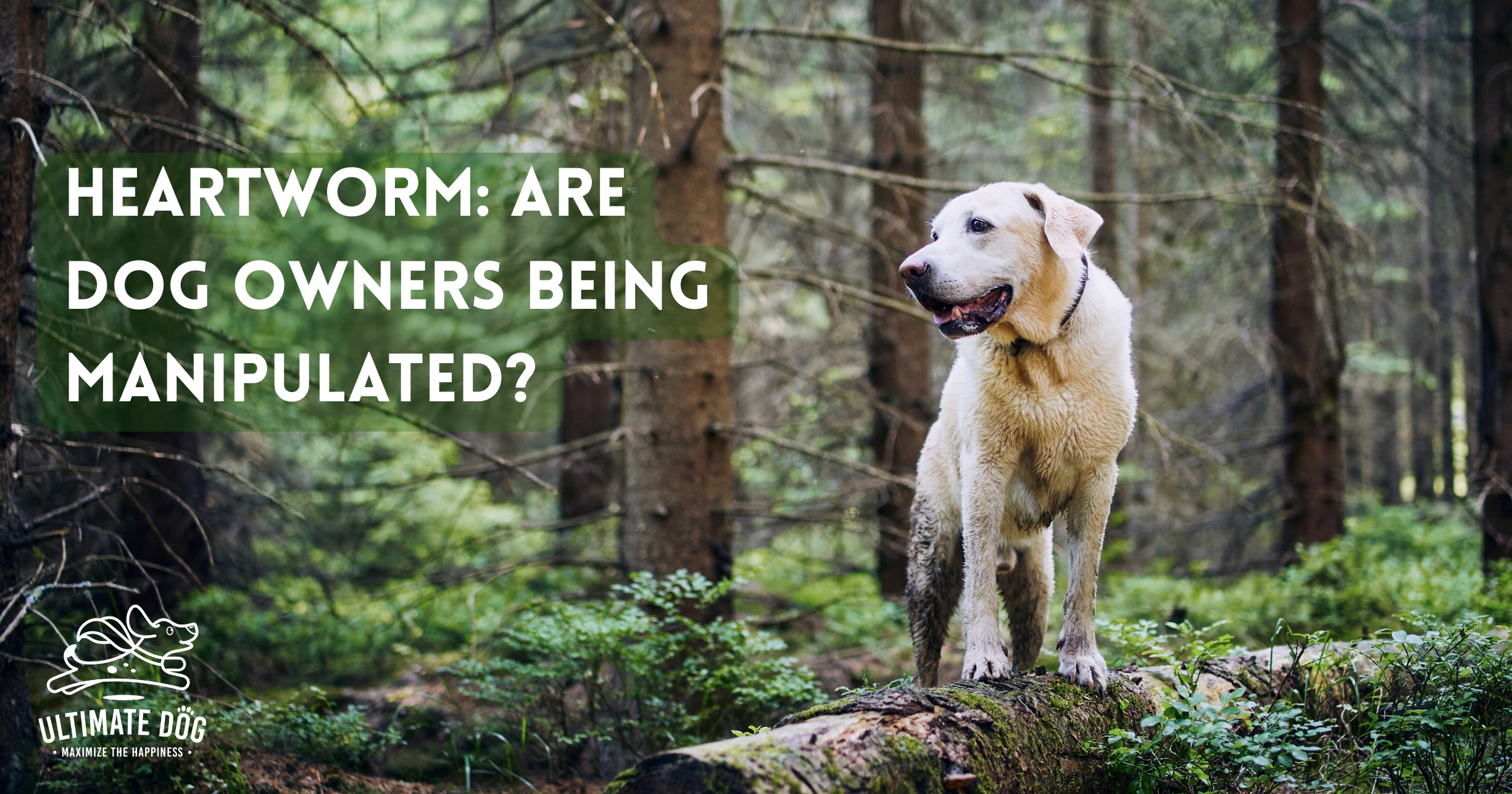 Heartworm in dogs