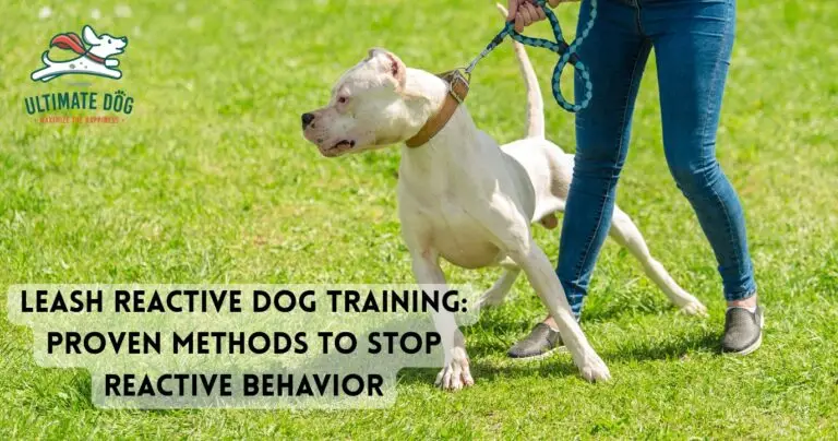 Dog leash reactivity